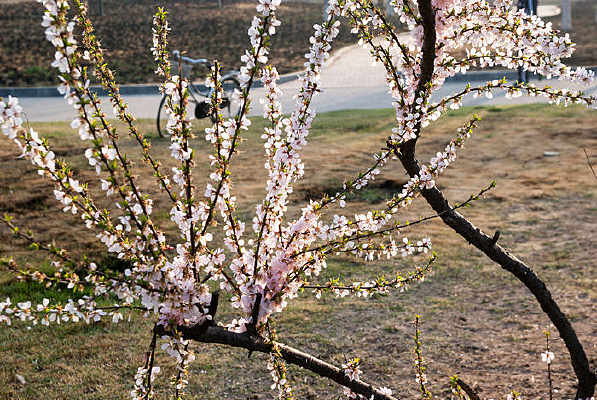 �����һ��ɽ�ӻ�