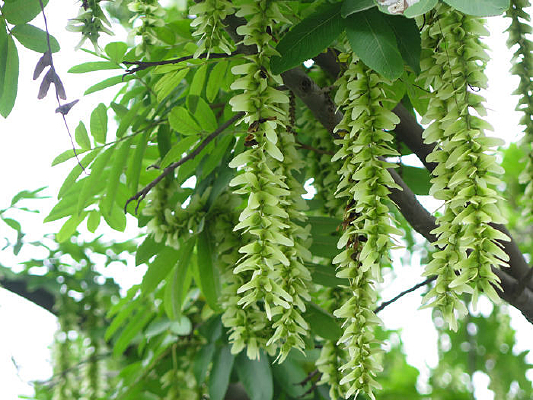 ����ɫ�ķ����