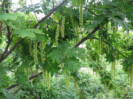 ���ڷ������ϵĻ���