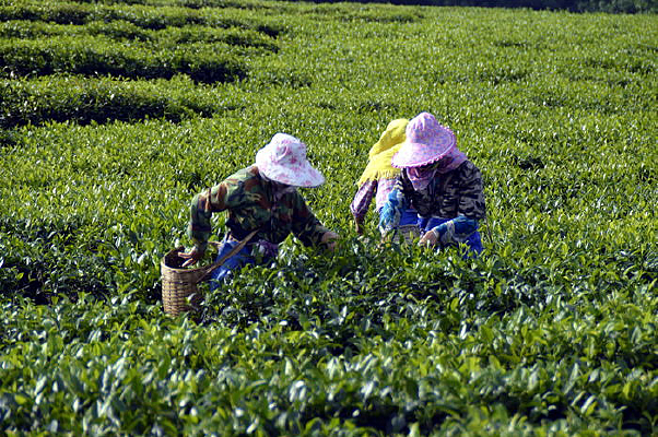 ϰɳ̲賡ĲɲũдͼƬ