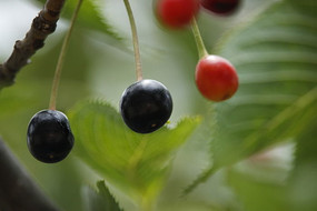 ��ɫӣ����