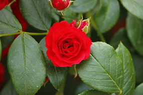 ���¼���