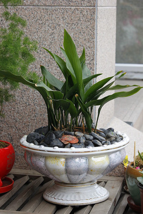 ��Ҷ���軨