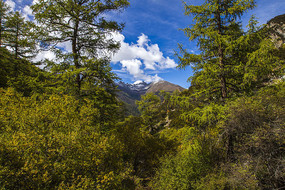 Ʈ������ɽ�ϵİ���