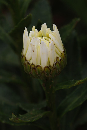 �뿪�������󻨰�