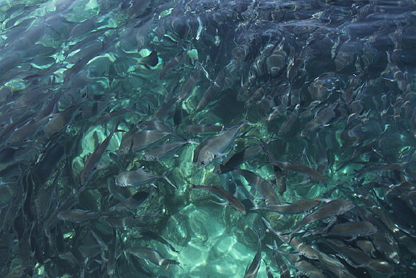 �����µ���Ⱥ