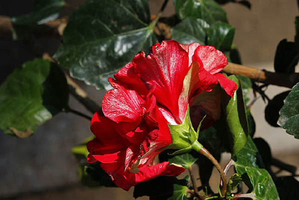 �������޻�