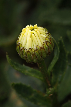 ��ɫ�����󻨰�