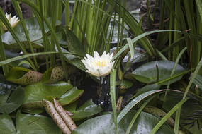 ��Ҷ���һ�䵭��ɫ˯��