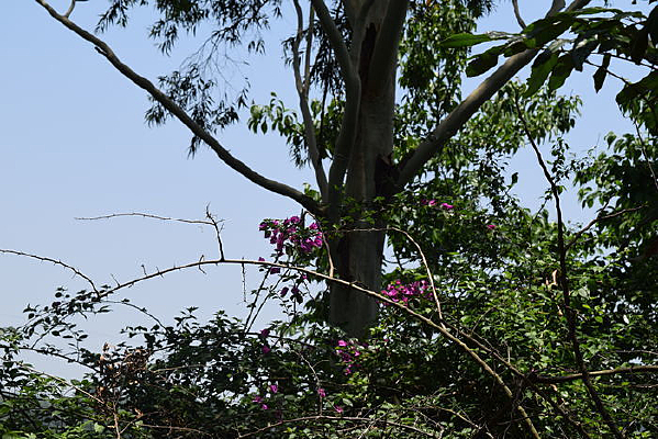 ������Ӱ