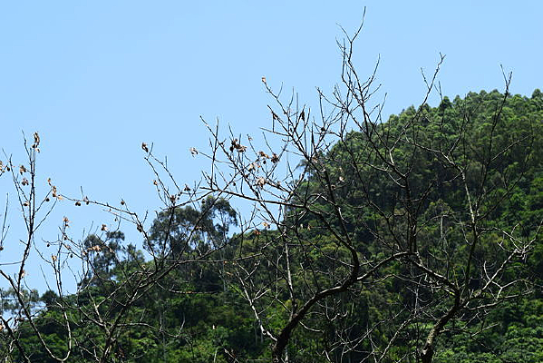 ������Ӱ