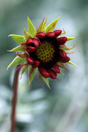 菊花的花骨朵像什么图片