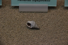 ����֯����