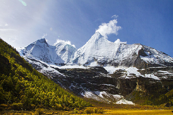 ������ѩ���µ�����ţ��