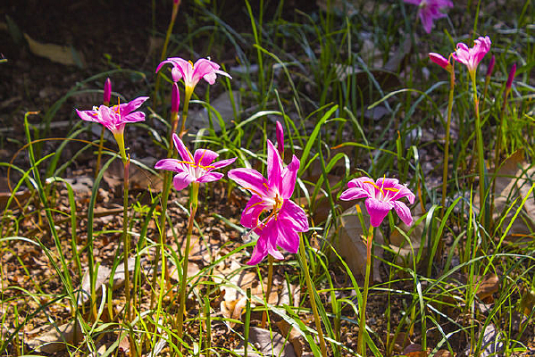 �����Ļ���