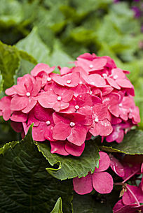 一簇红色的绣球花