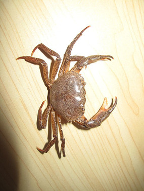 ���������ں������з