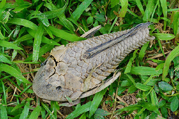 �ɵ�����Ƥ