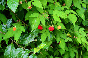 ������Ұ÷