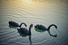 ��ֻ��ˮ����ʳ�ĺ������䵹Ӱ