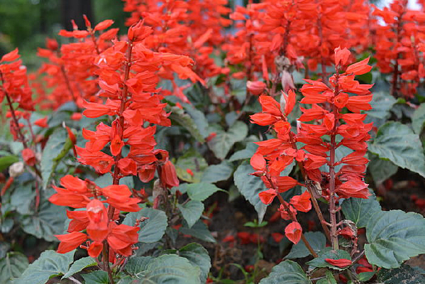 ʢ����һ����