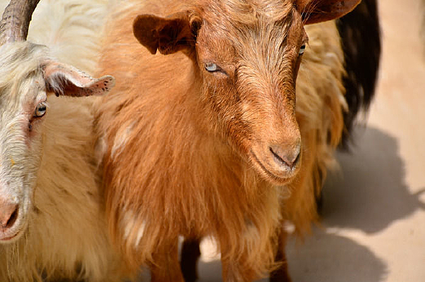 Сɽ�������