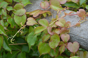 ��������ɽ��