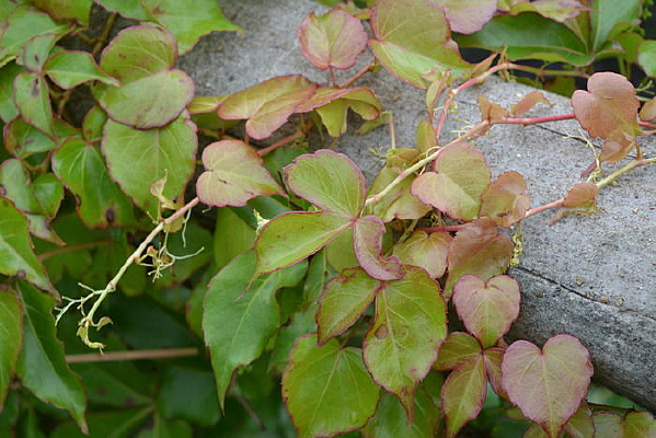 ��������ɽ��