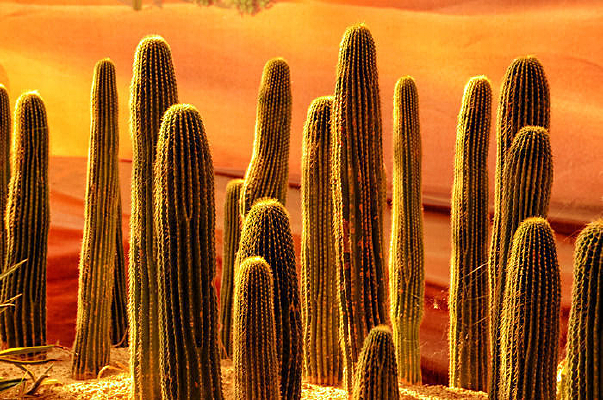 ɳĮ��������