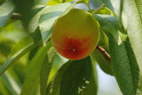 һ�������