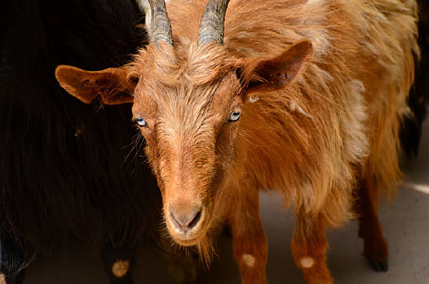 һֻ���ǵ�ɽ�����