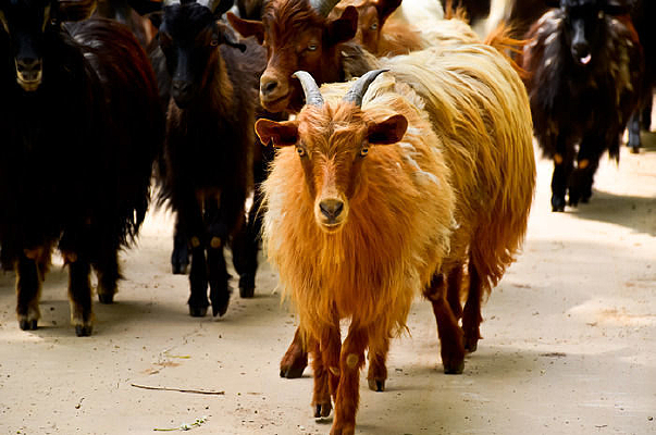 һֻ�������һȺɽ��������