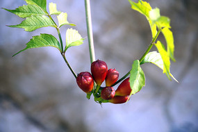 ��ɫ�������Ƕ�