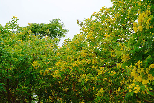 �����Ļ�ɫ����