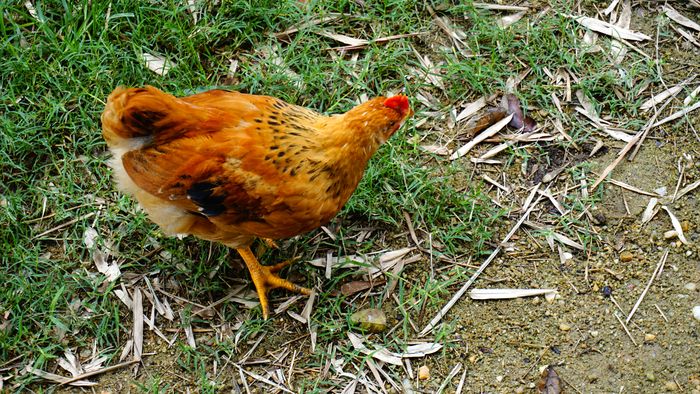  ũ������