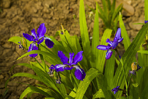 ����ʢ��������