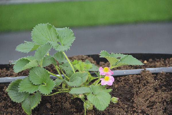 ��ݮ����ݮ��