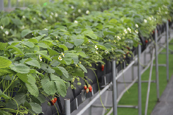 ��ݮ����