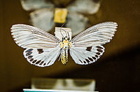 ��ü�����