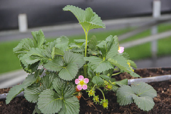 ��ɫ��ݮ����ɫ��