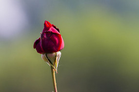 �������ŵ��¼�