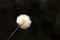 �ڰ�������