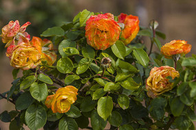 �ƻ�����