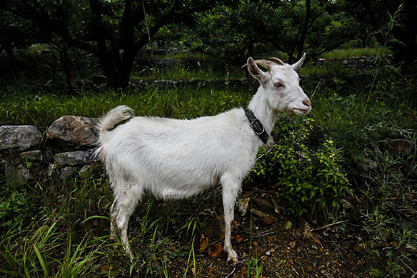 ����������ɽ��