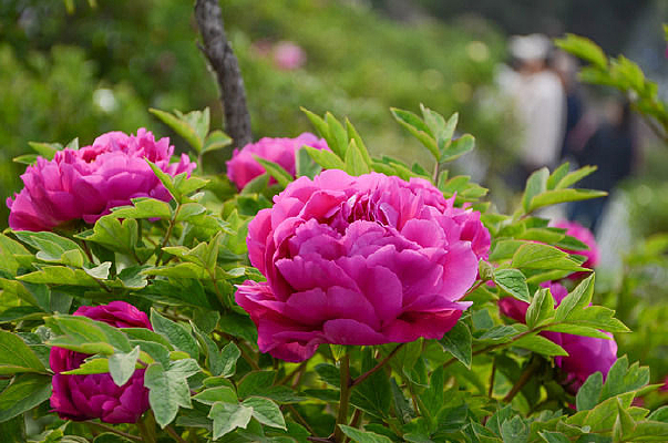 ��ɫ����Ҷ