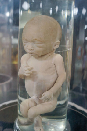 ������̥��ģ��