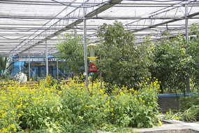 ��ɫ��ֲ̬��԰