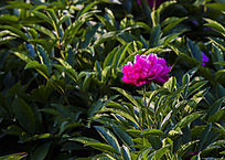 ��Ҷ�໨��