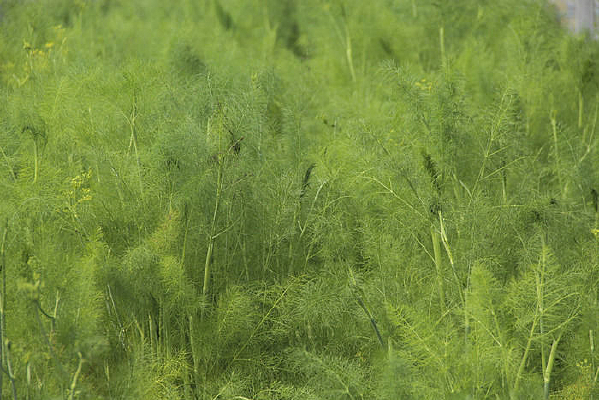 ��԰�����