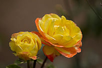 ������û�